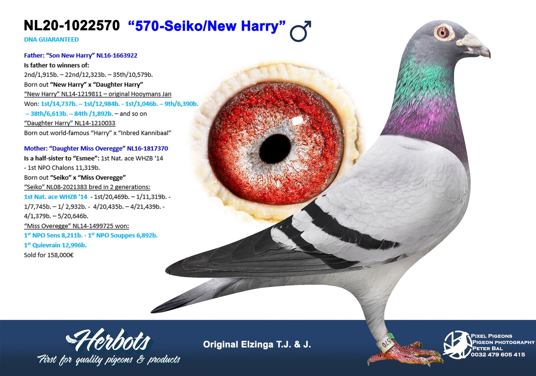 pigeon: undefined