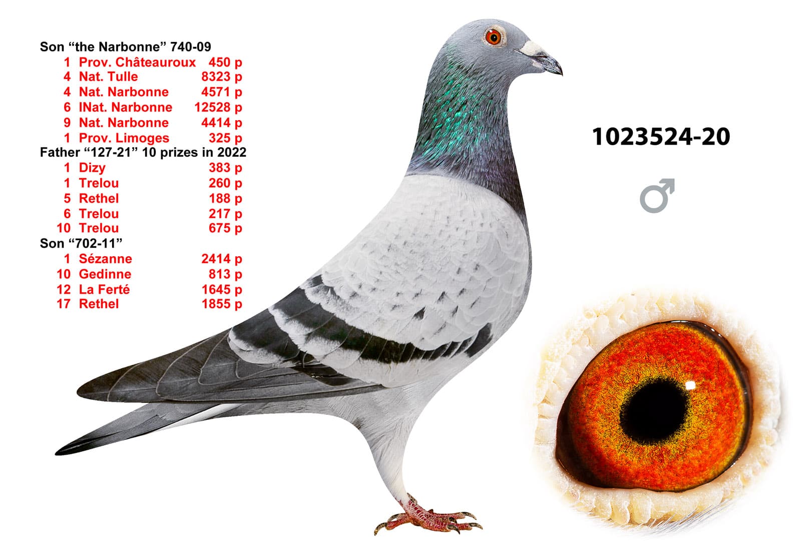 pigeon: undefined
