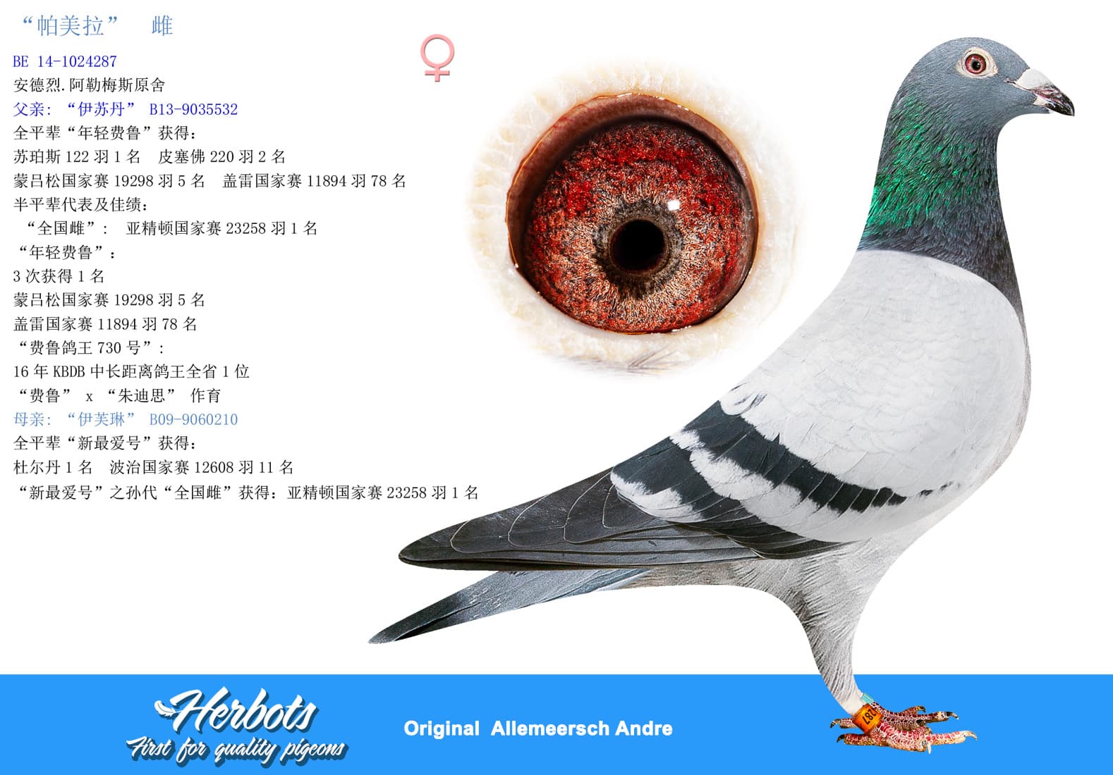 pigeon: undefined