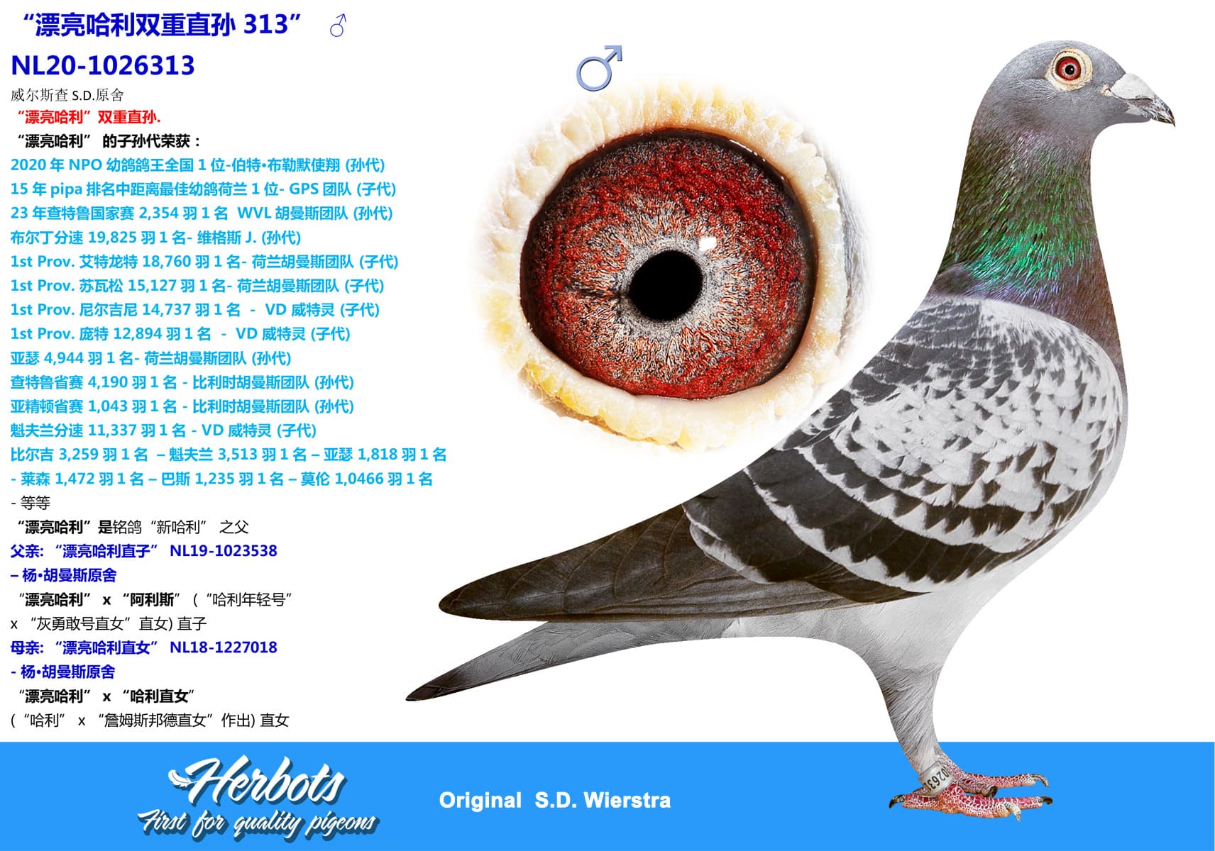 pigeon: “漂亮哈利双重直孙313”