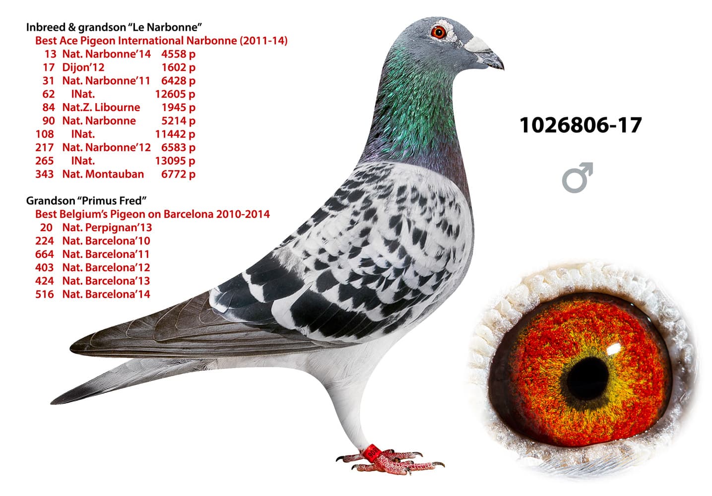 pigeon: undefined