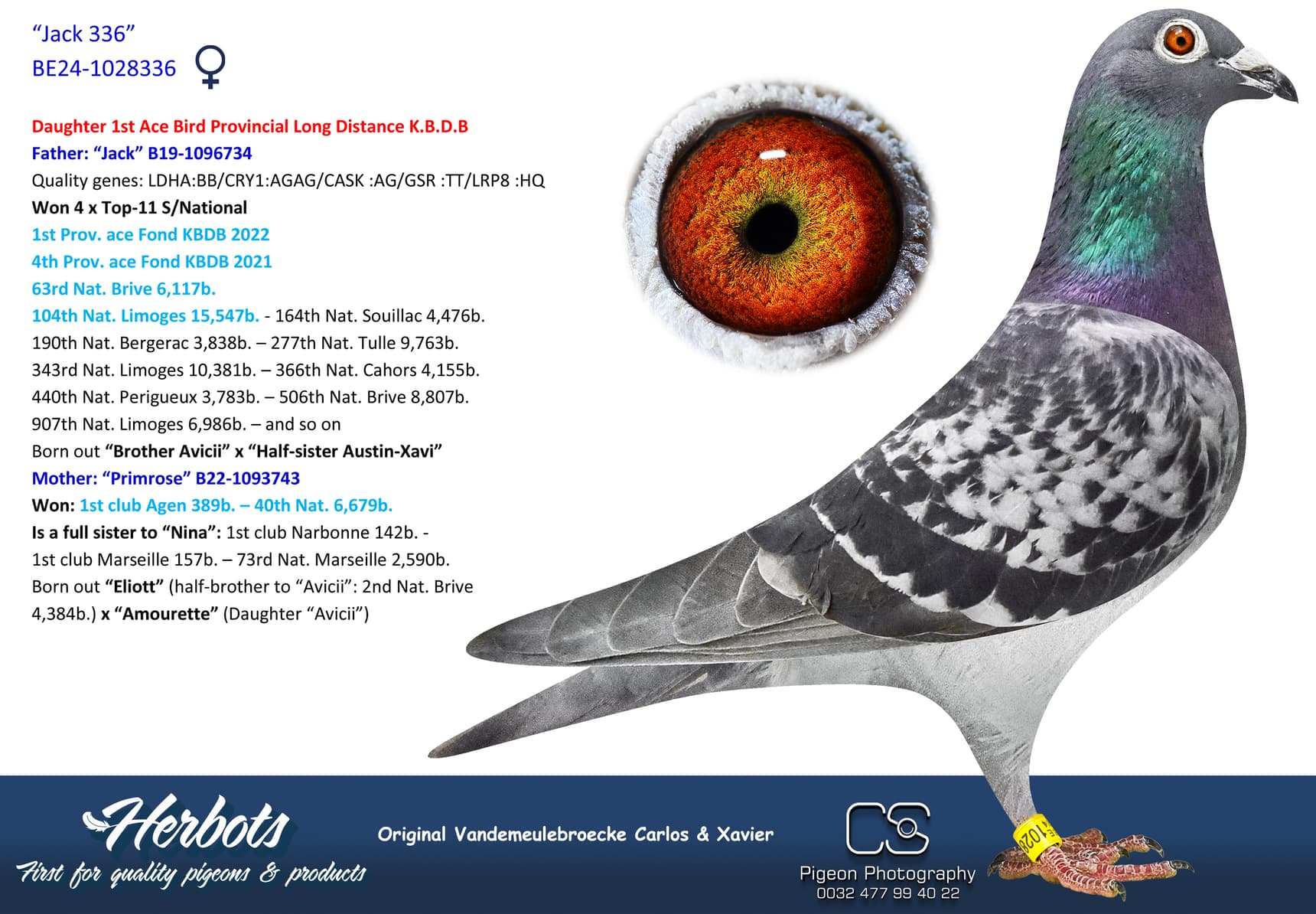 pigeon: undefined