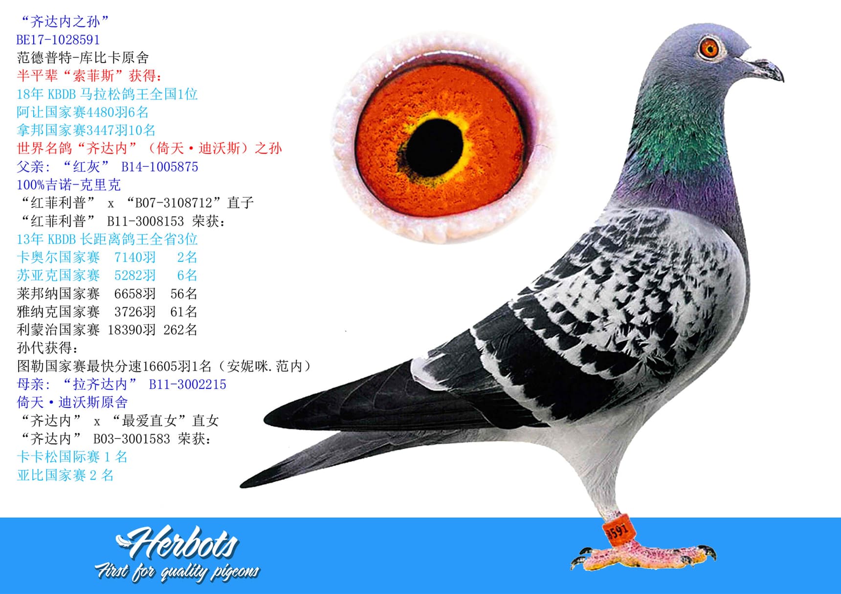 pigeon: undefined