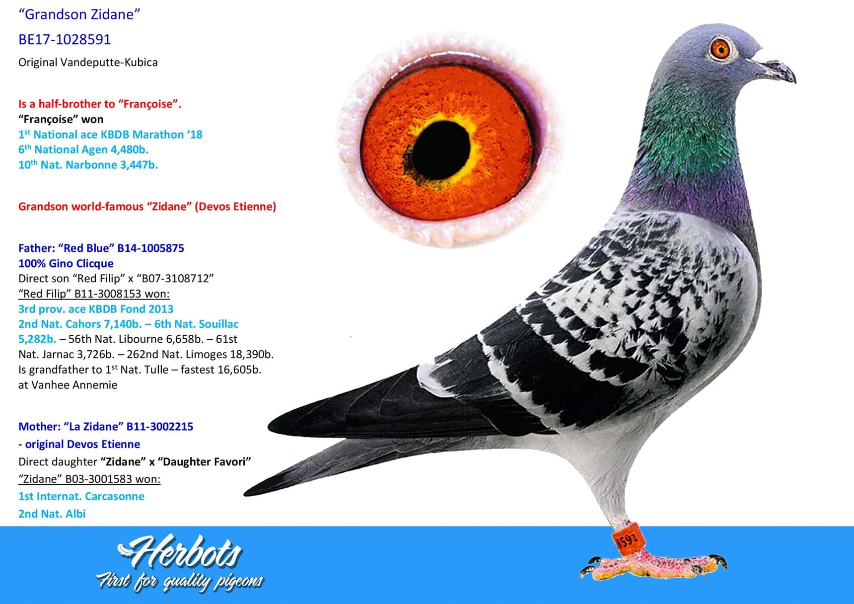 pigeon: undefined