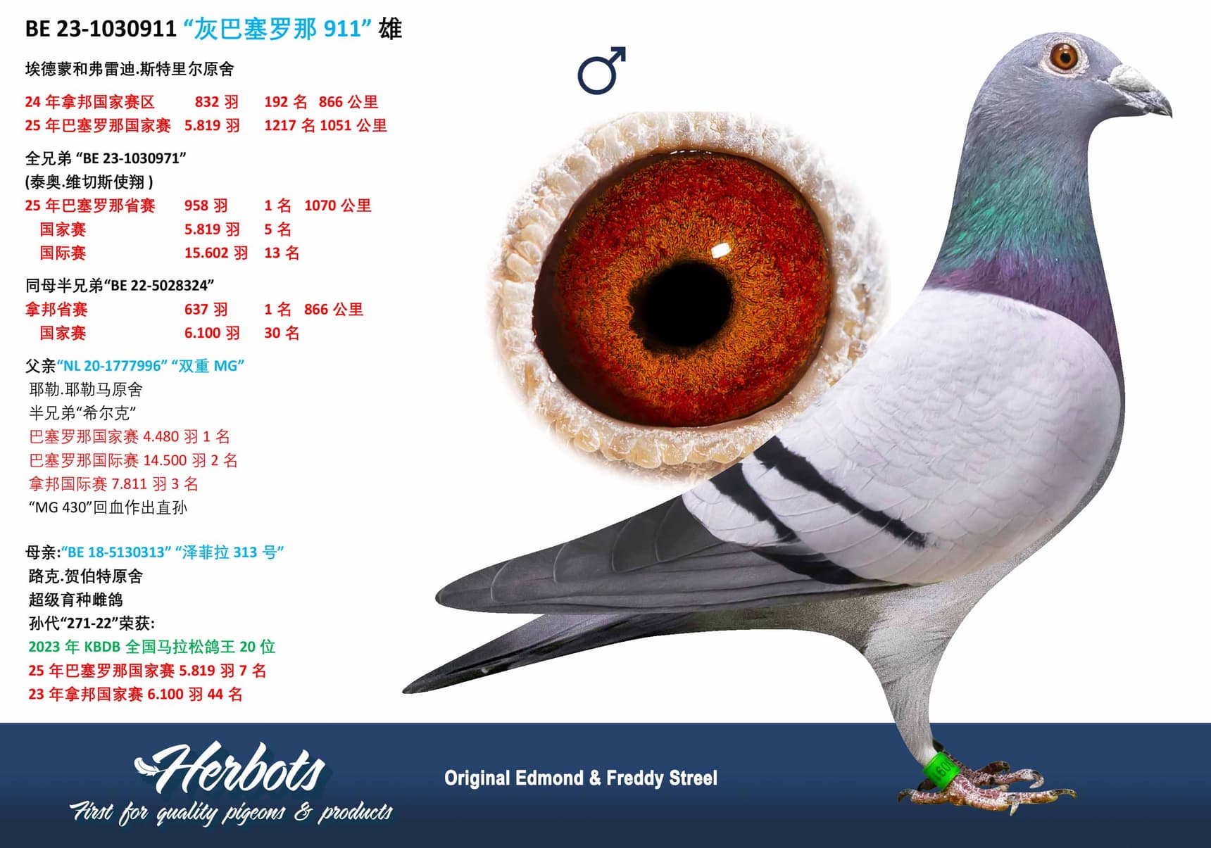 pigeon: undefined