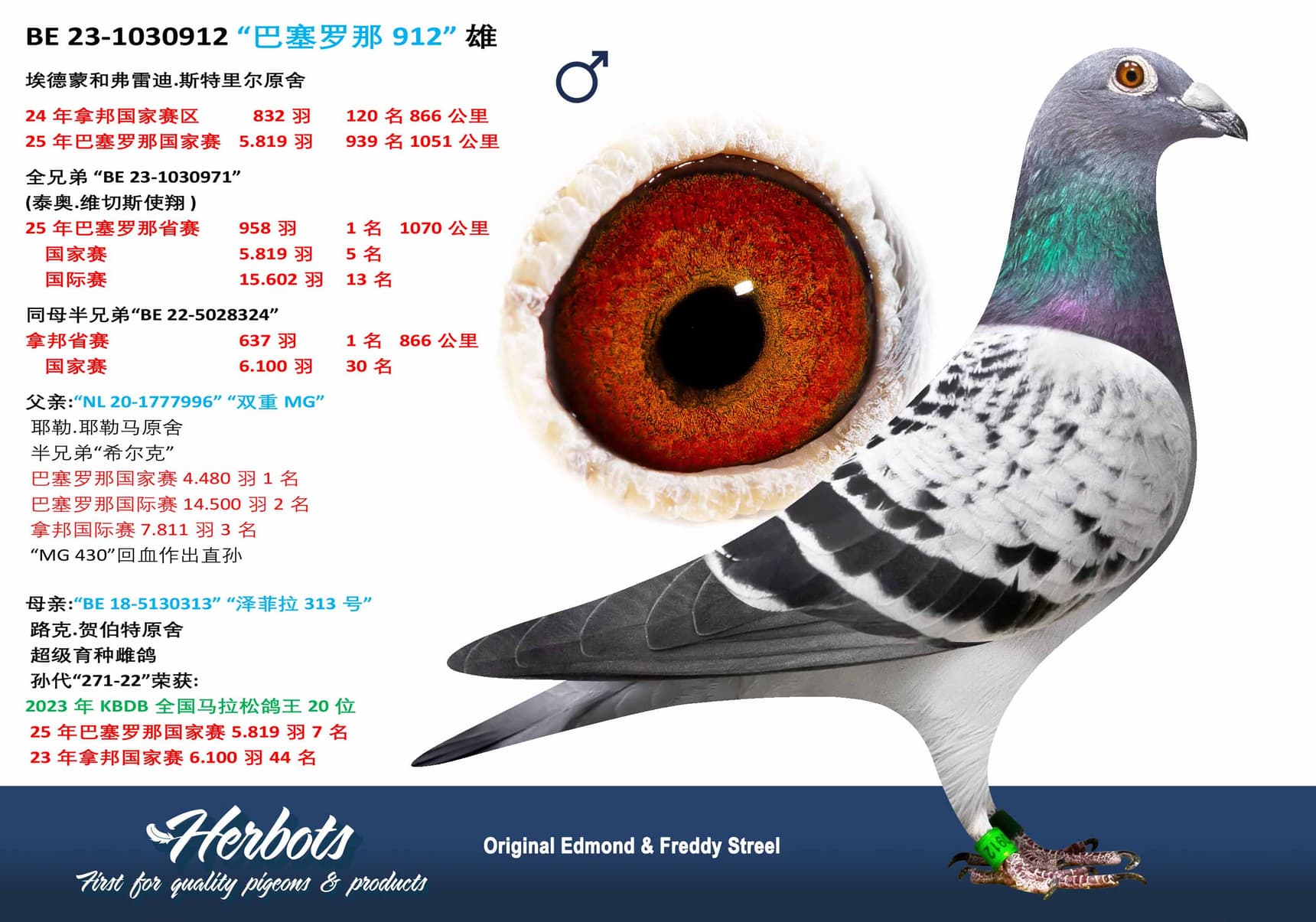 pigeon: undefined