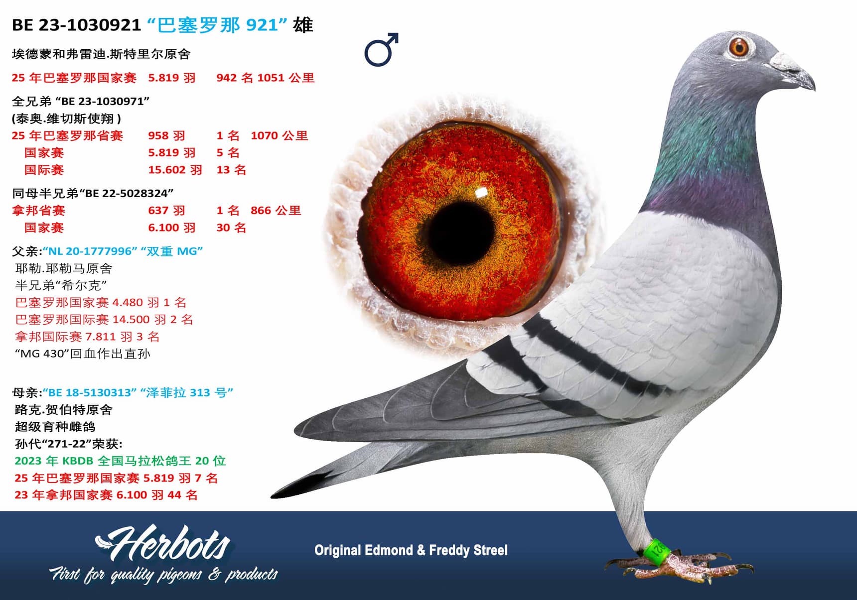 pigeon: undefined