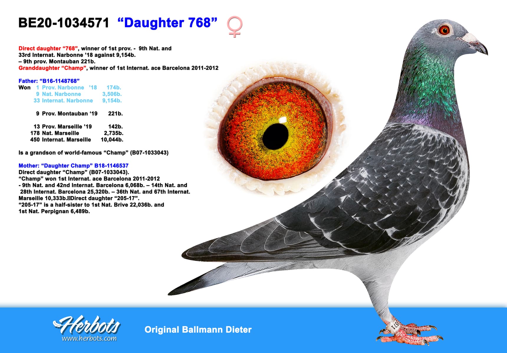 pigeon: undefined