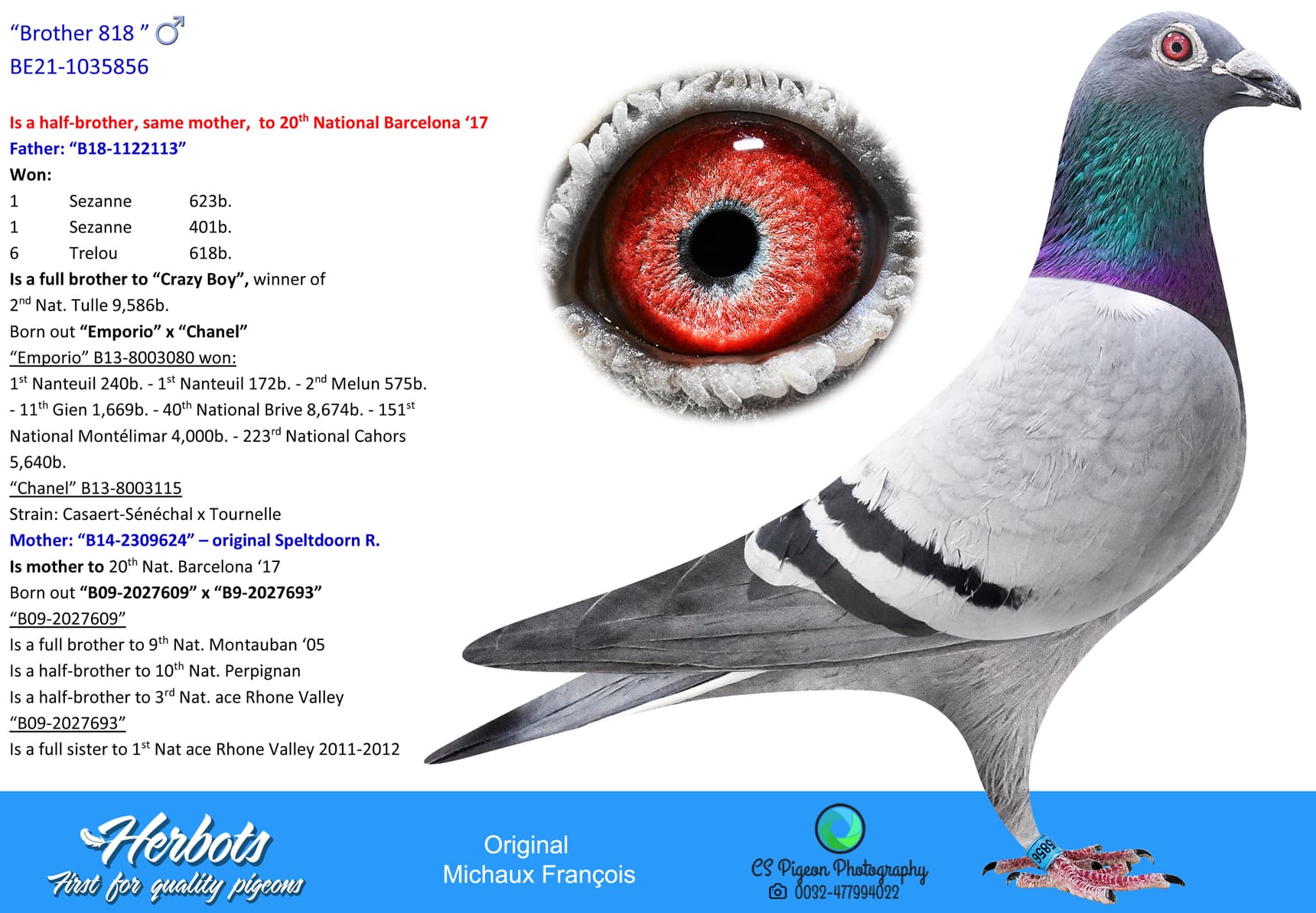 pigeon: undefined