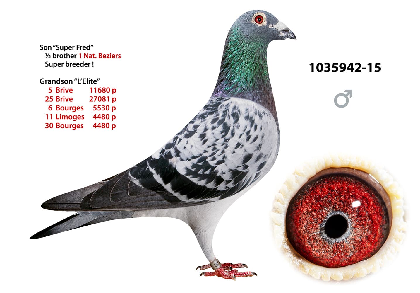 pigeon: undefined