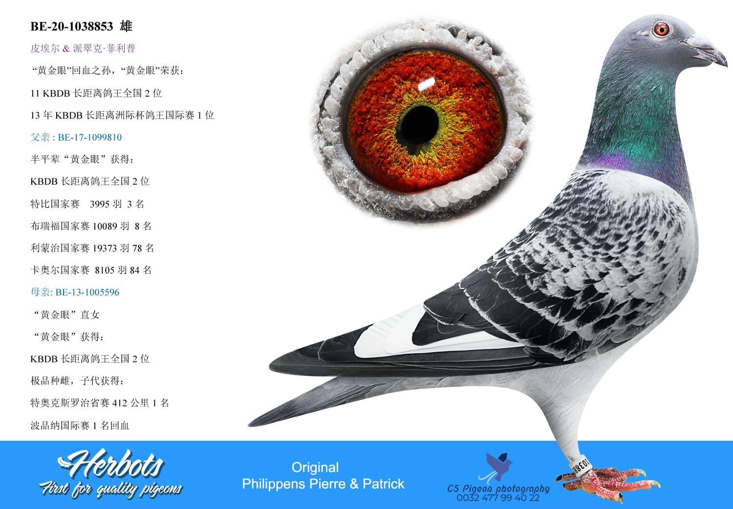 pigeon: undefined