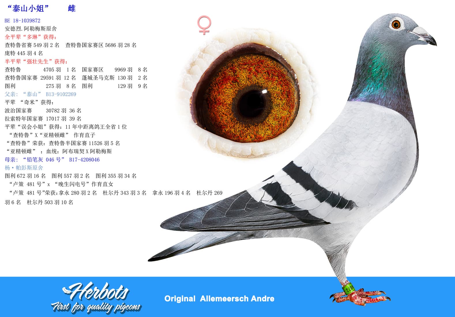 pigeon: undefined