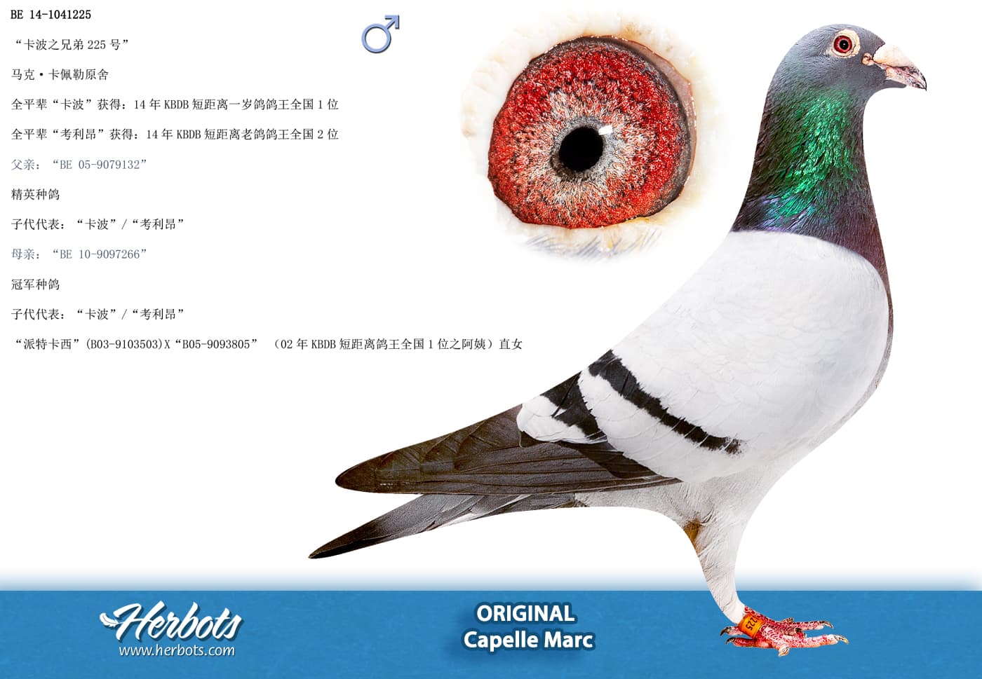 pigeon: undefined