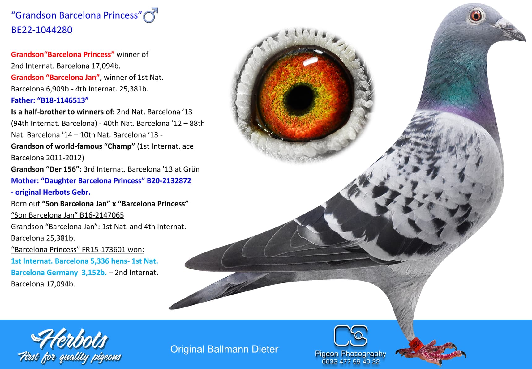 pigeon: undefined