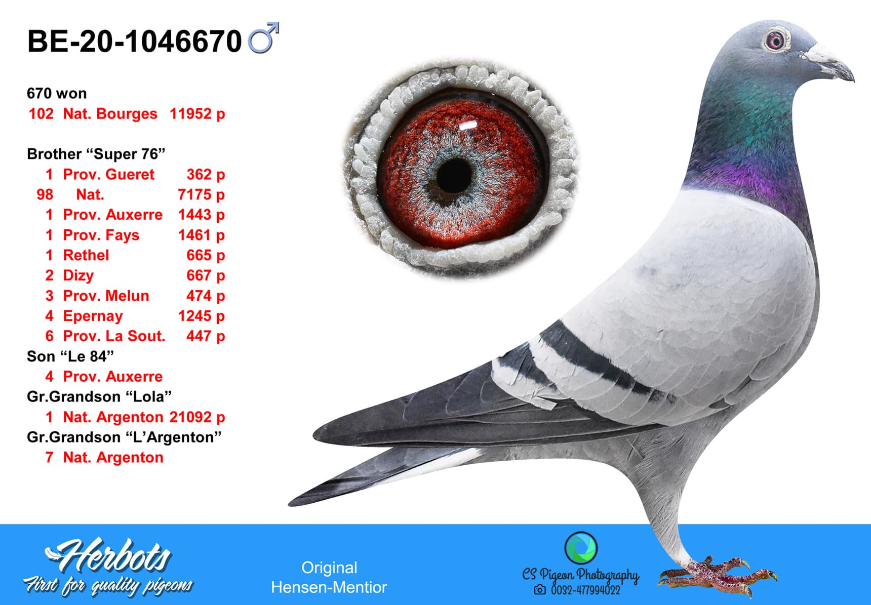 pigeon: undefined
