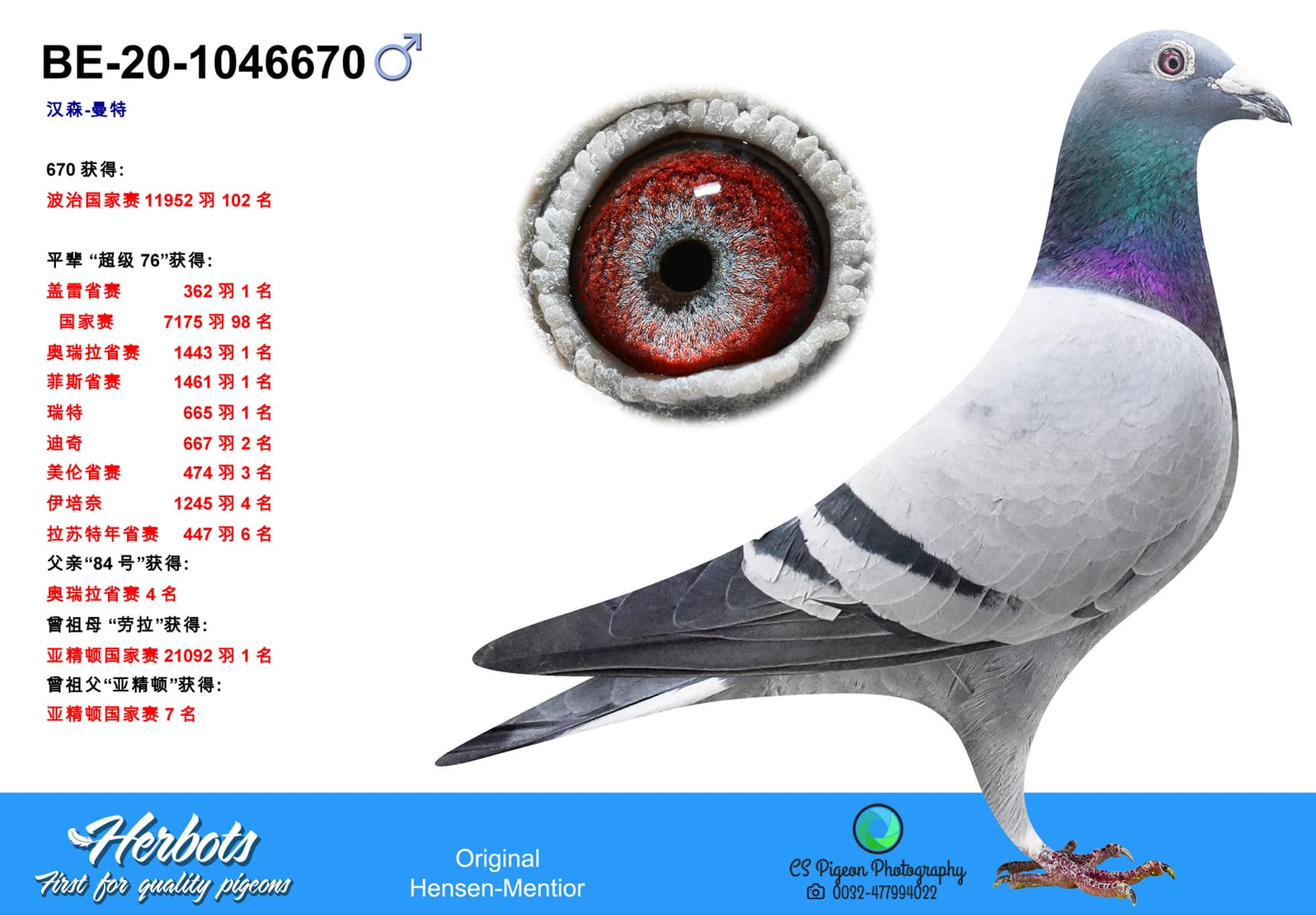 pigeon: undefined