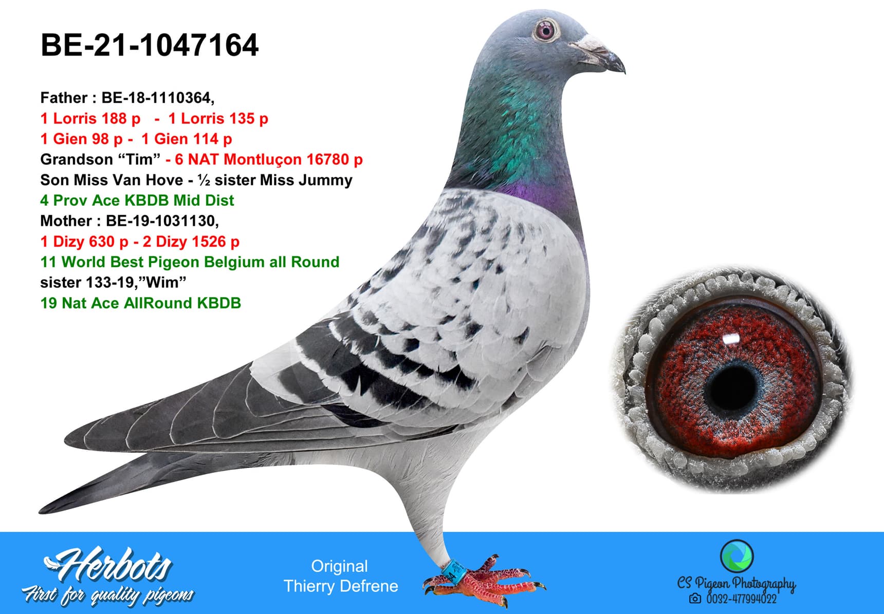 pigeon: undefined