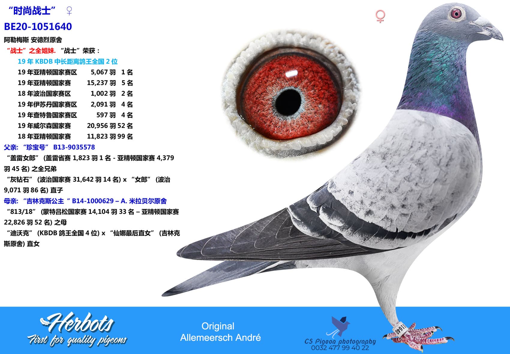 pigeon: “时尚战士”