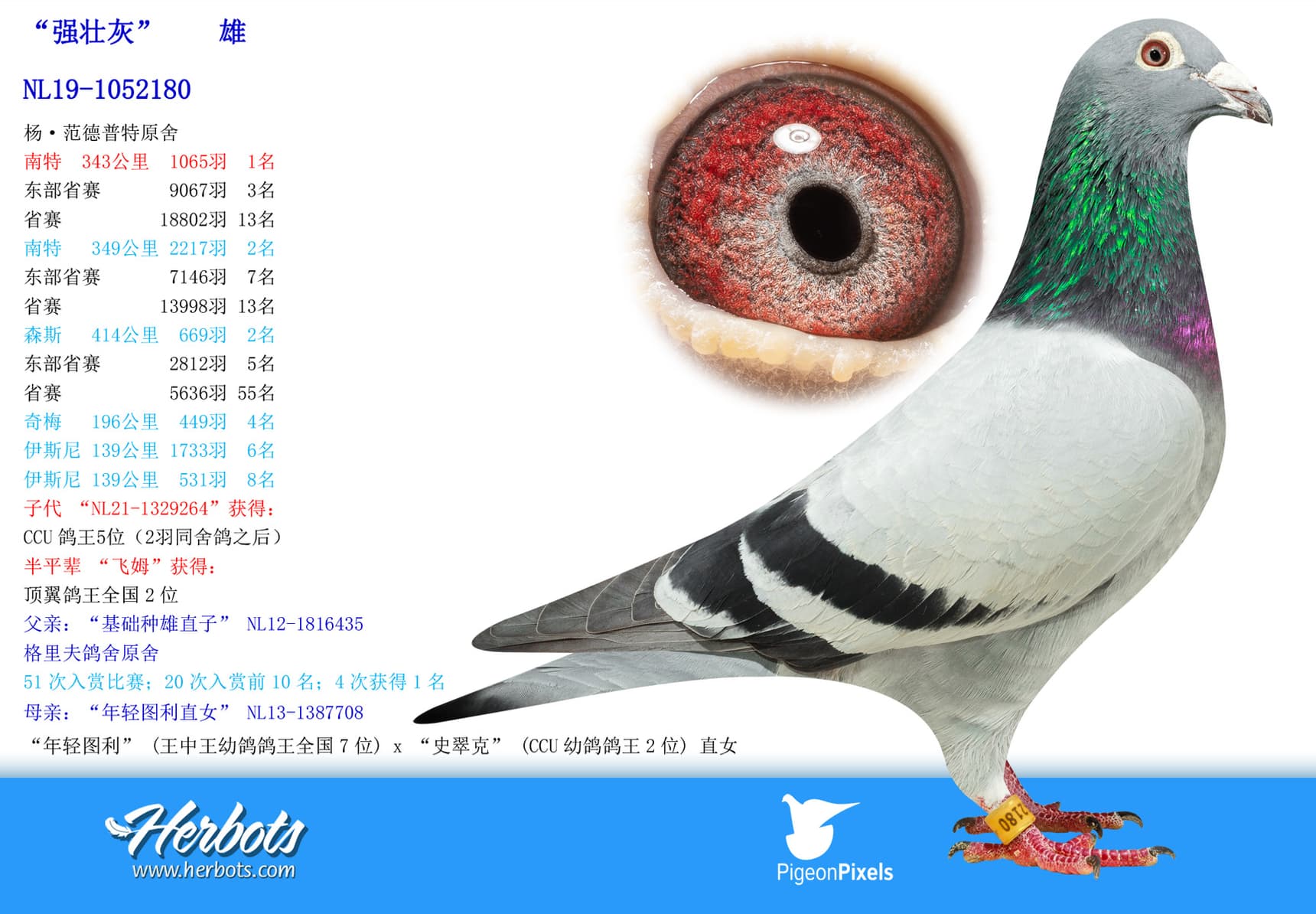 pigeon: undefined