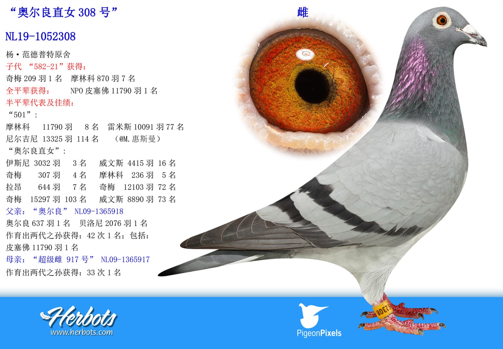 pigeon: undefined