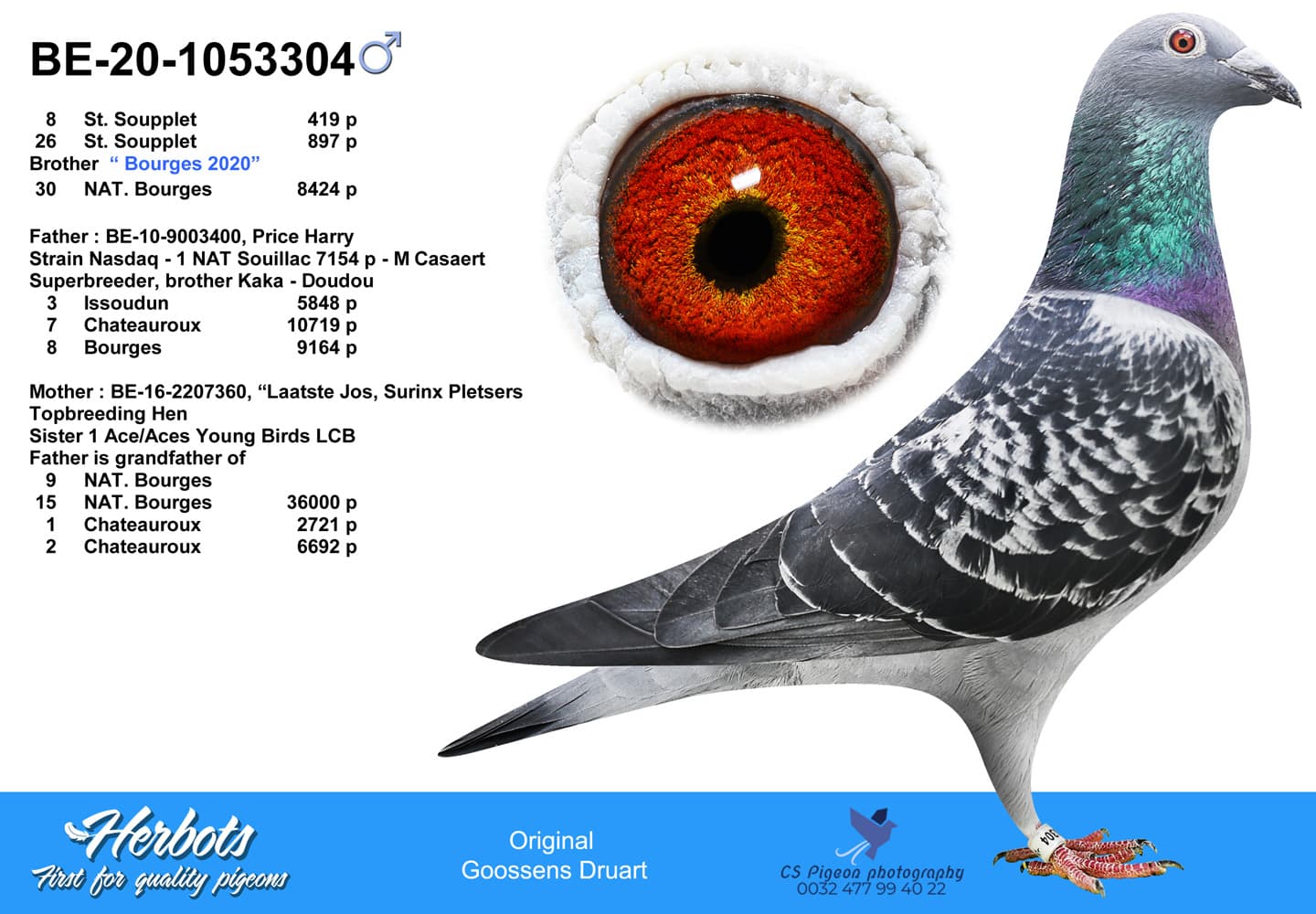pigeon: undefined