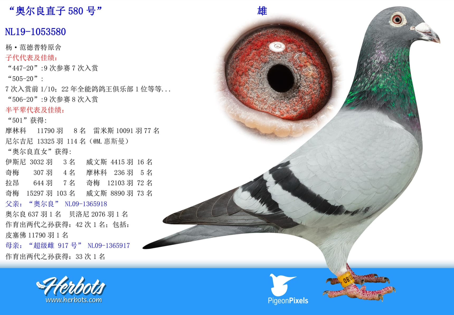pigeon: undefined