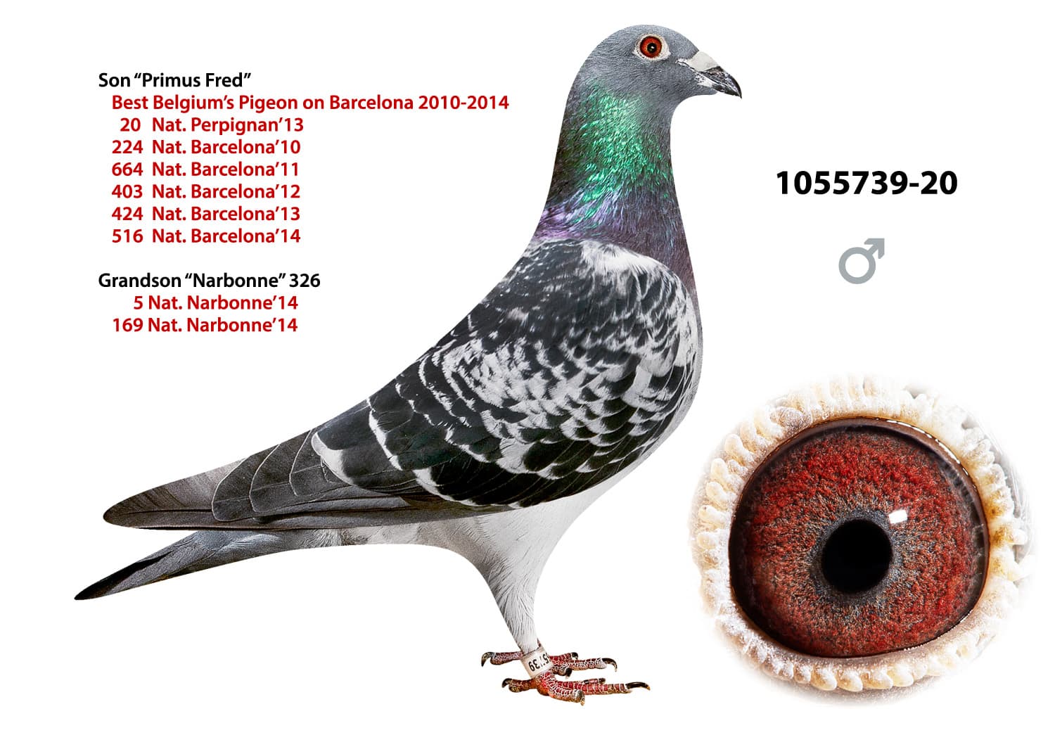 pigeon: undefined