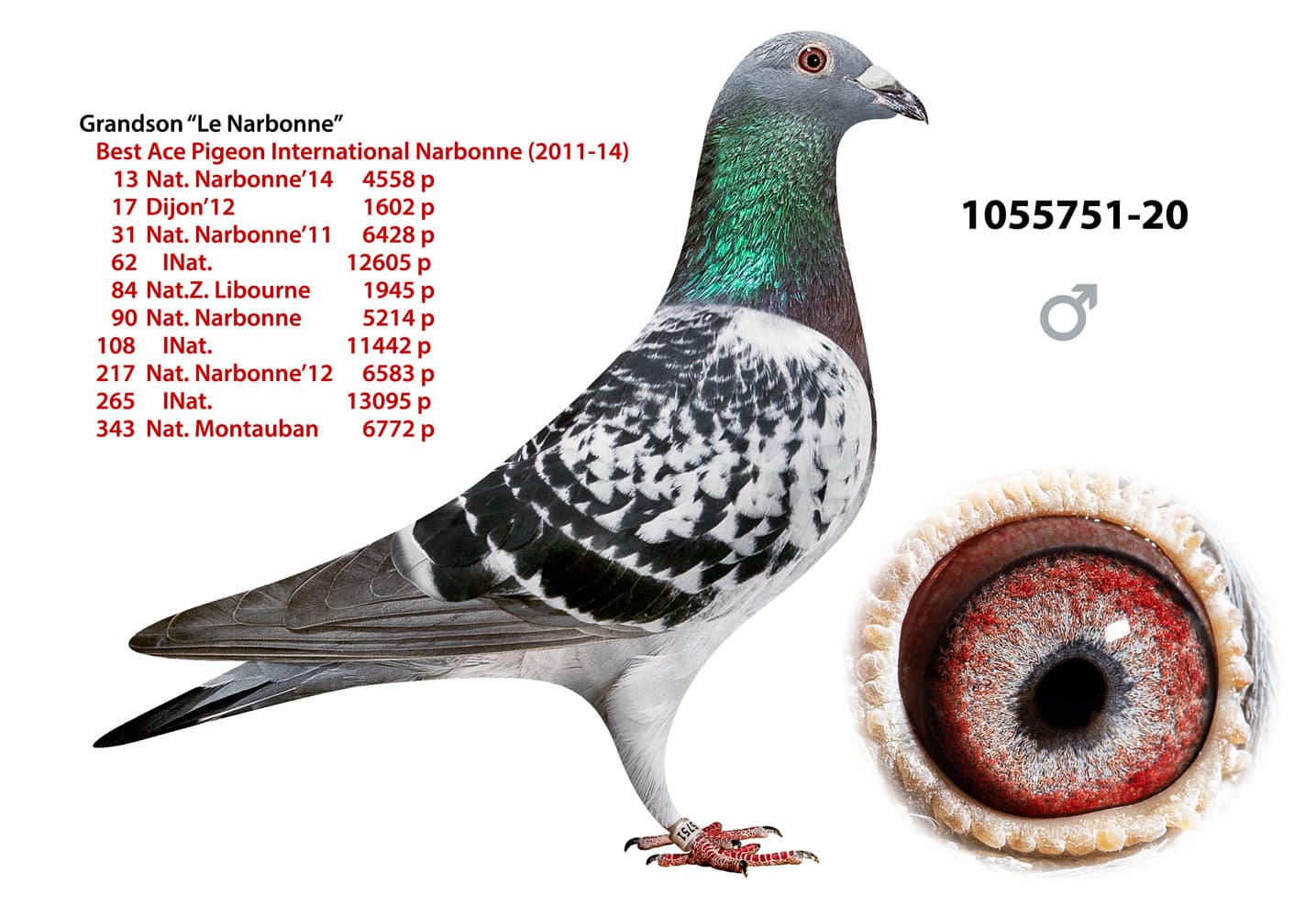 pigeon: undefined