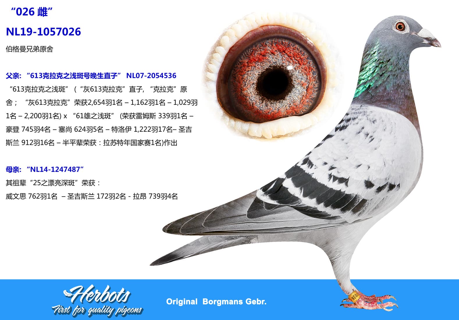 pigeon: undefined