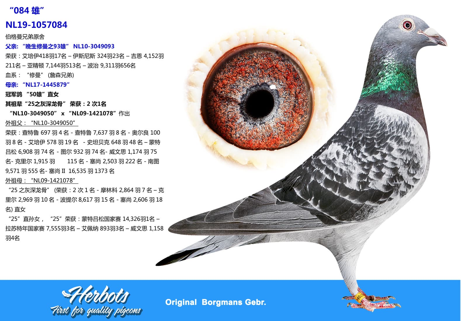 pigeon: undefined
