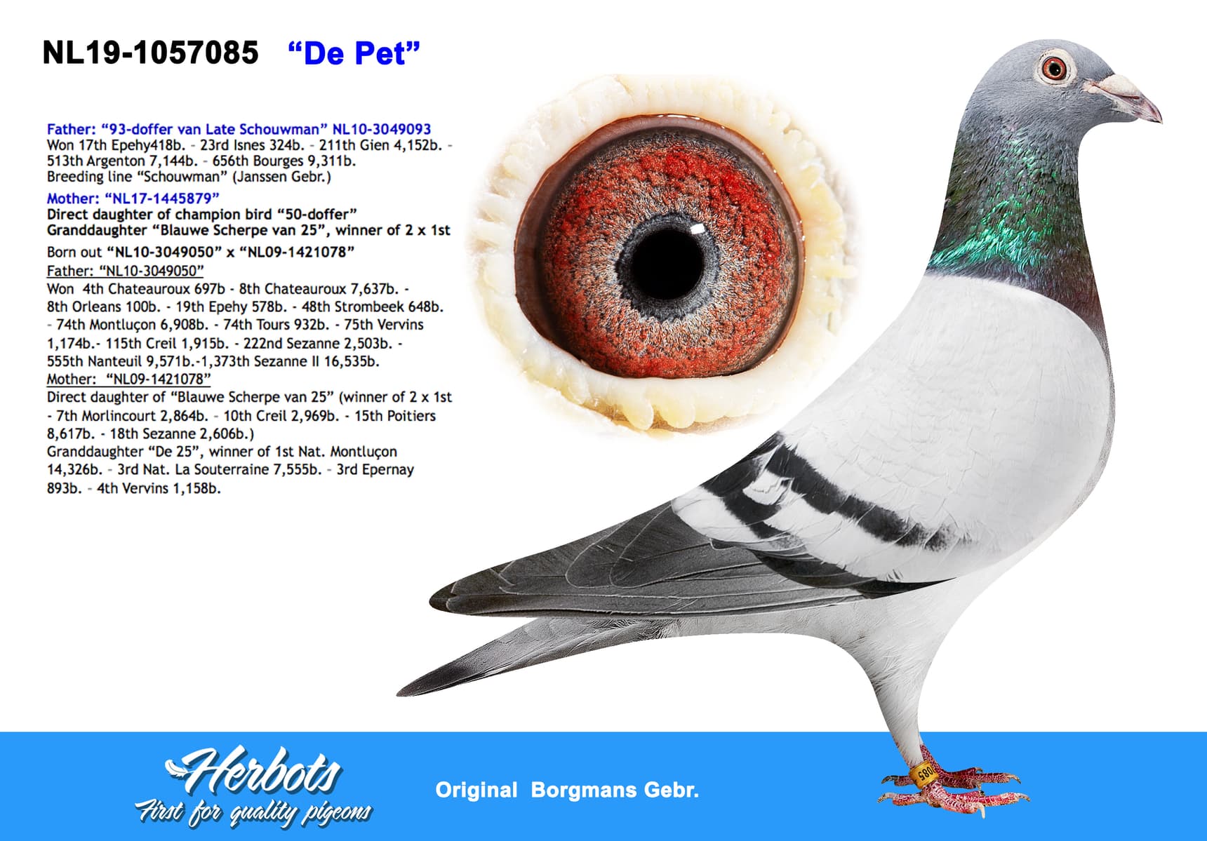 pigeon: undefined