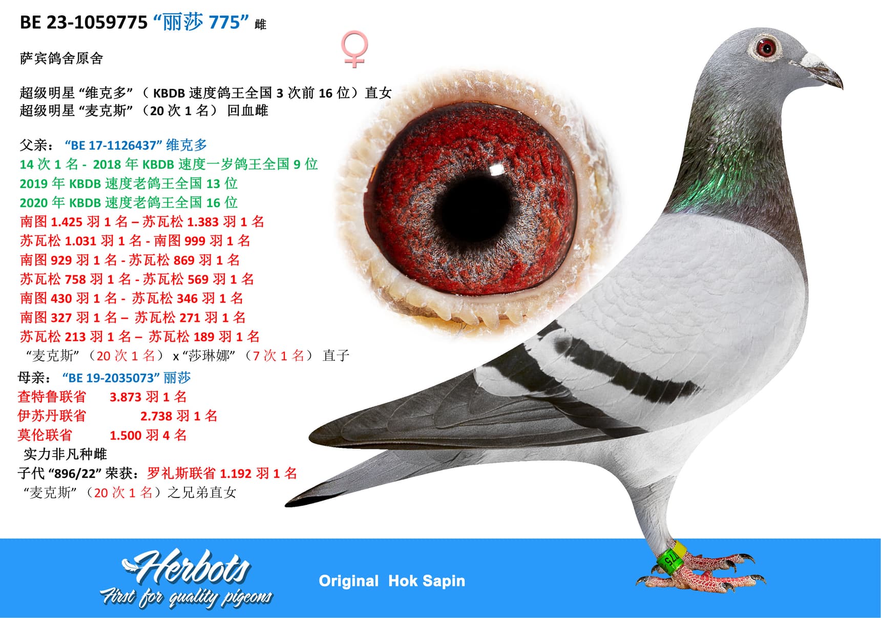 pigeon: “丽莎 775”