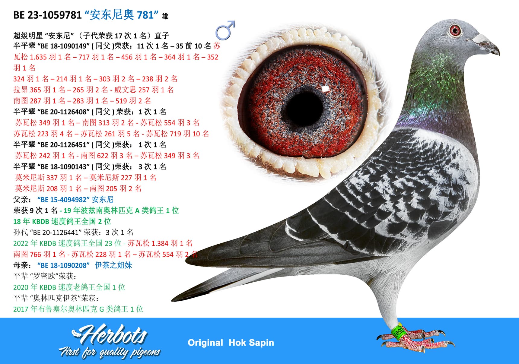 pigeon: “安东尼奥 781”