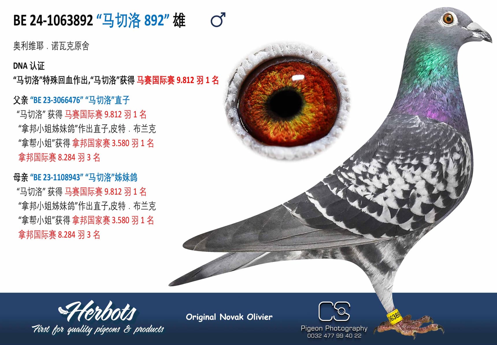pigeon: undefined