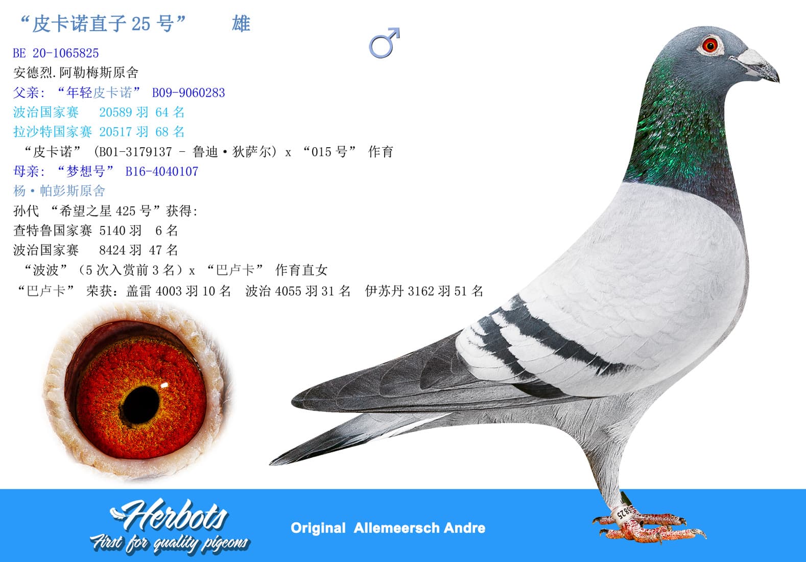 pigeon: undefined