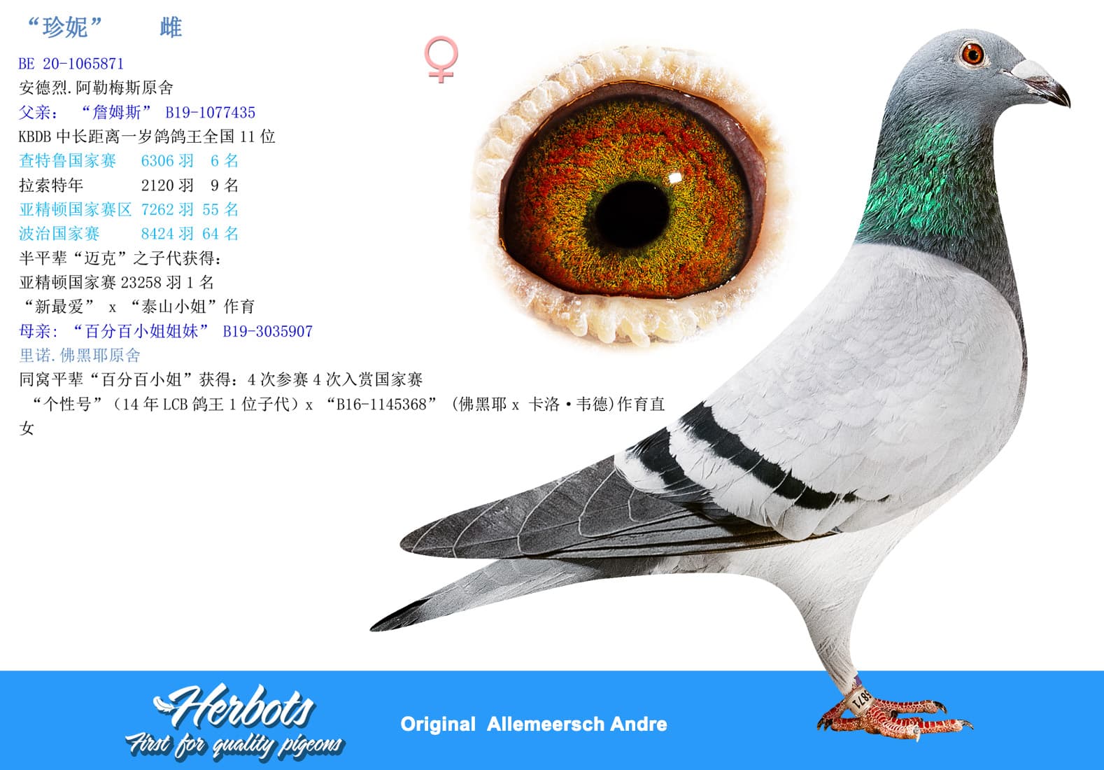 pigeon: undefined