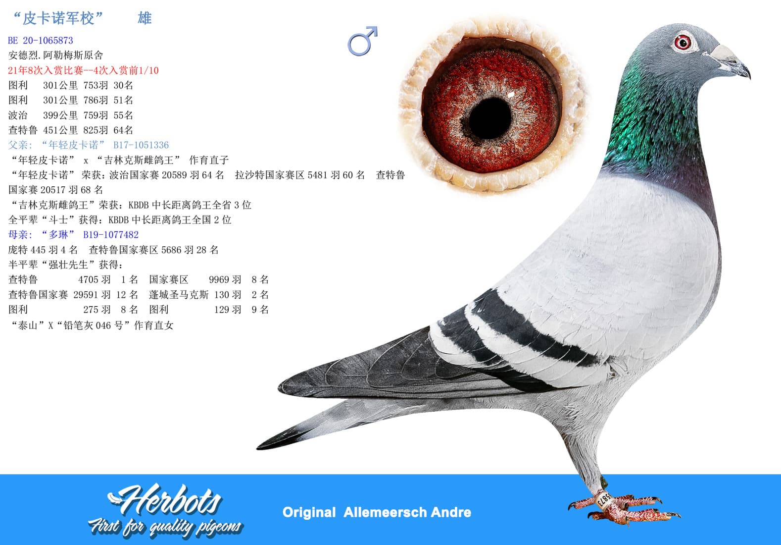 pigeon: undefined