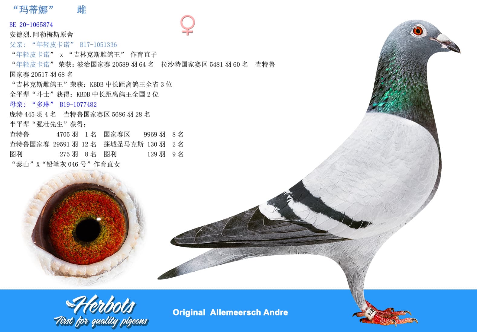 pigeon: undefined