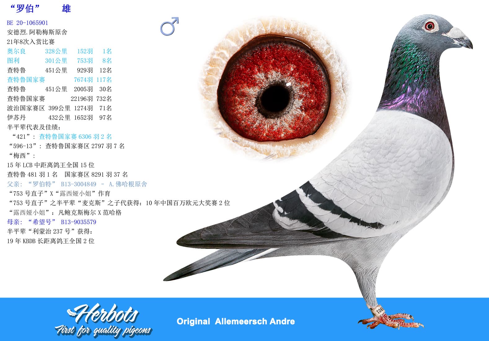 pigeon: undefined