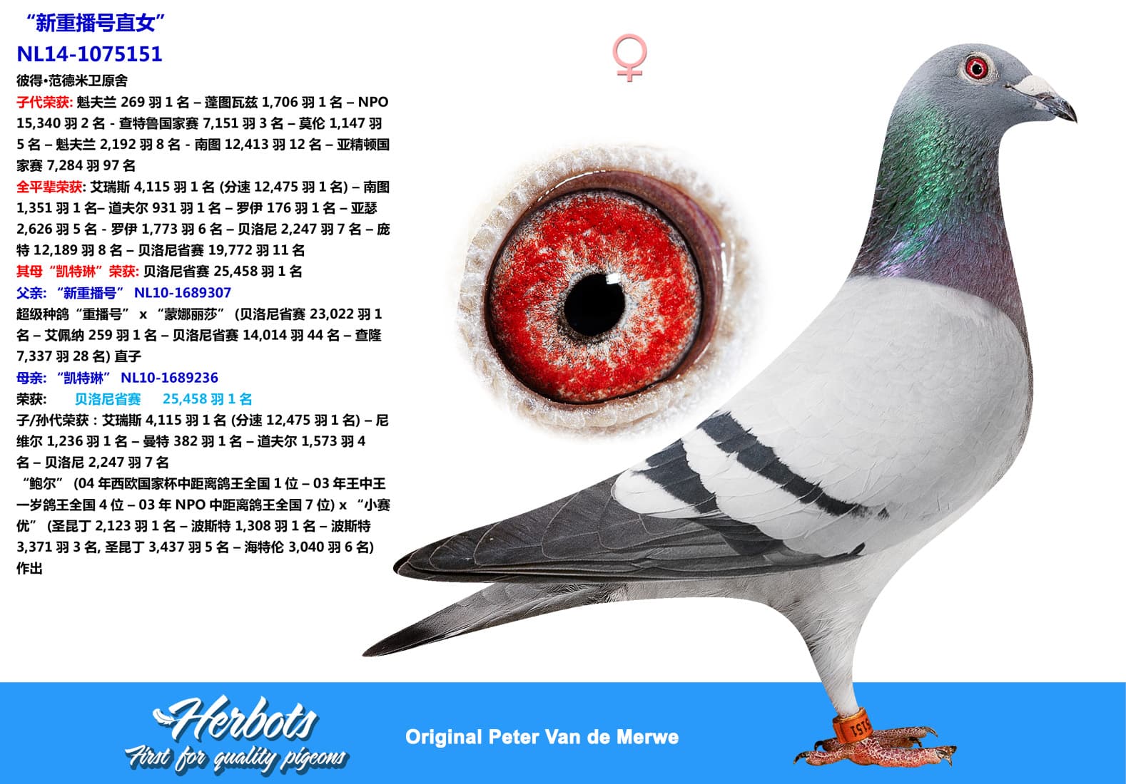 pigeon: undefined