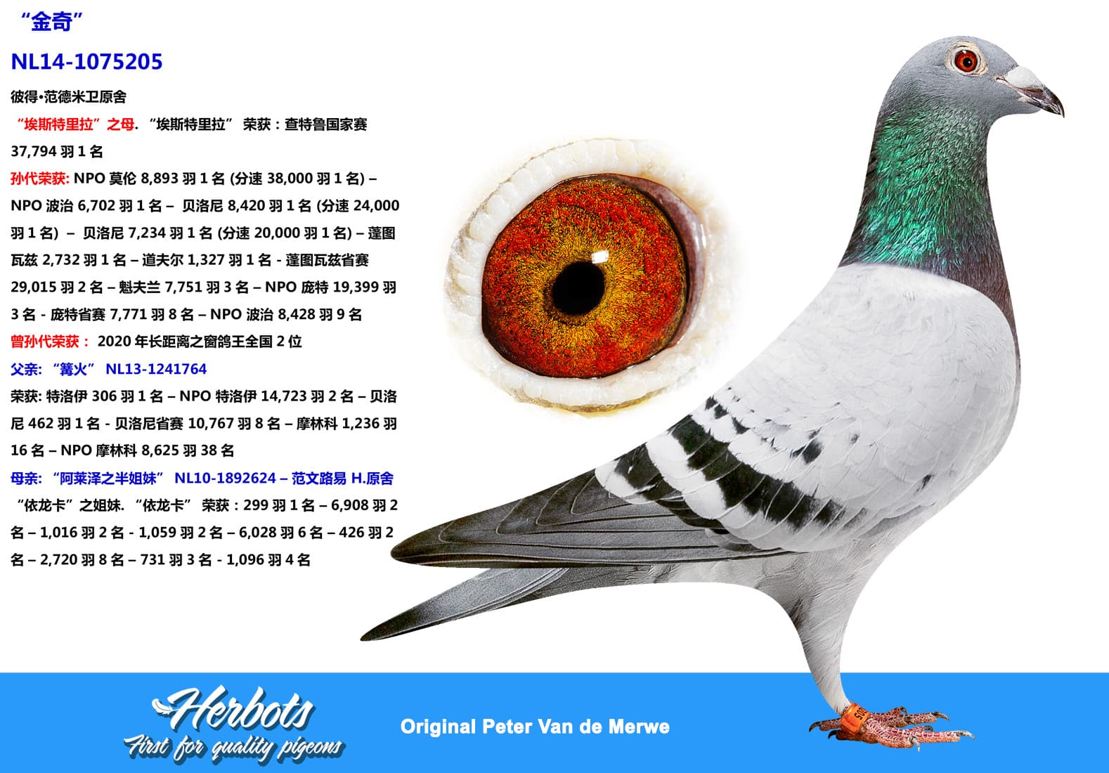 pigeon: undefined