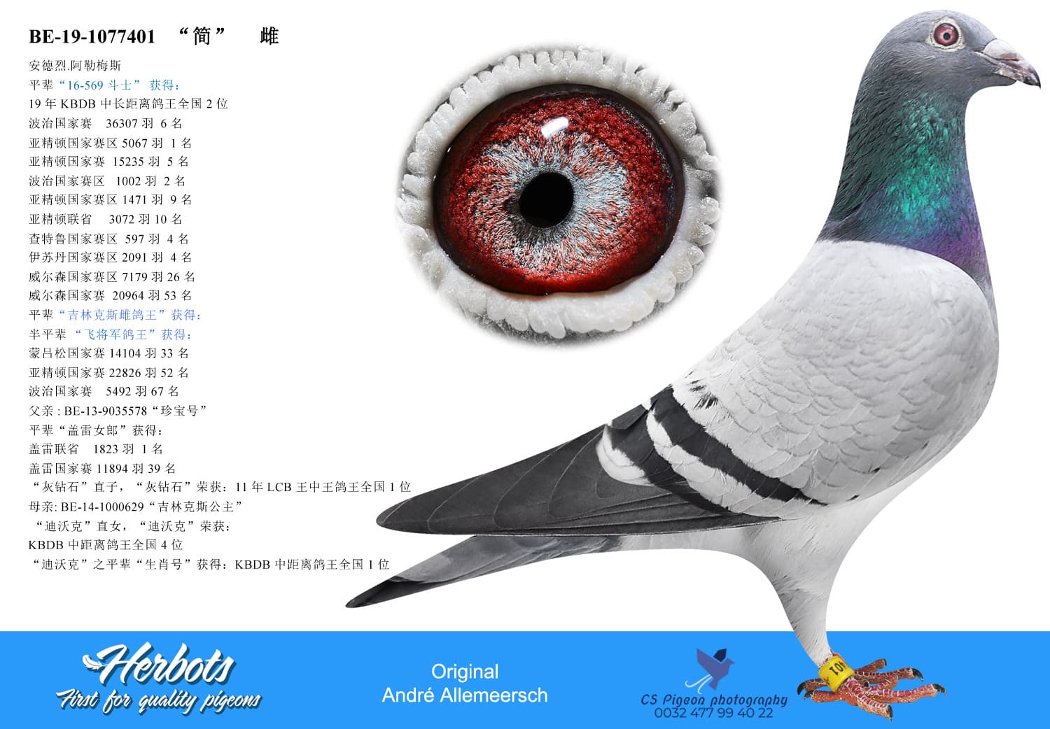 pigeon: undefined