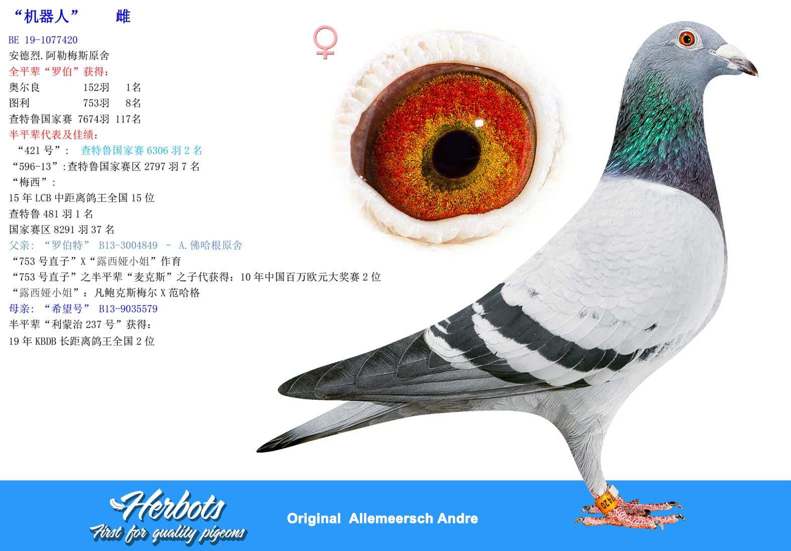 pigeon: undefined