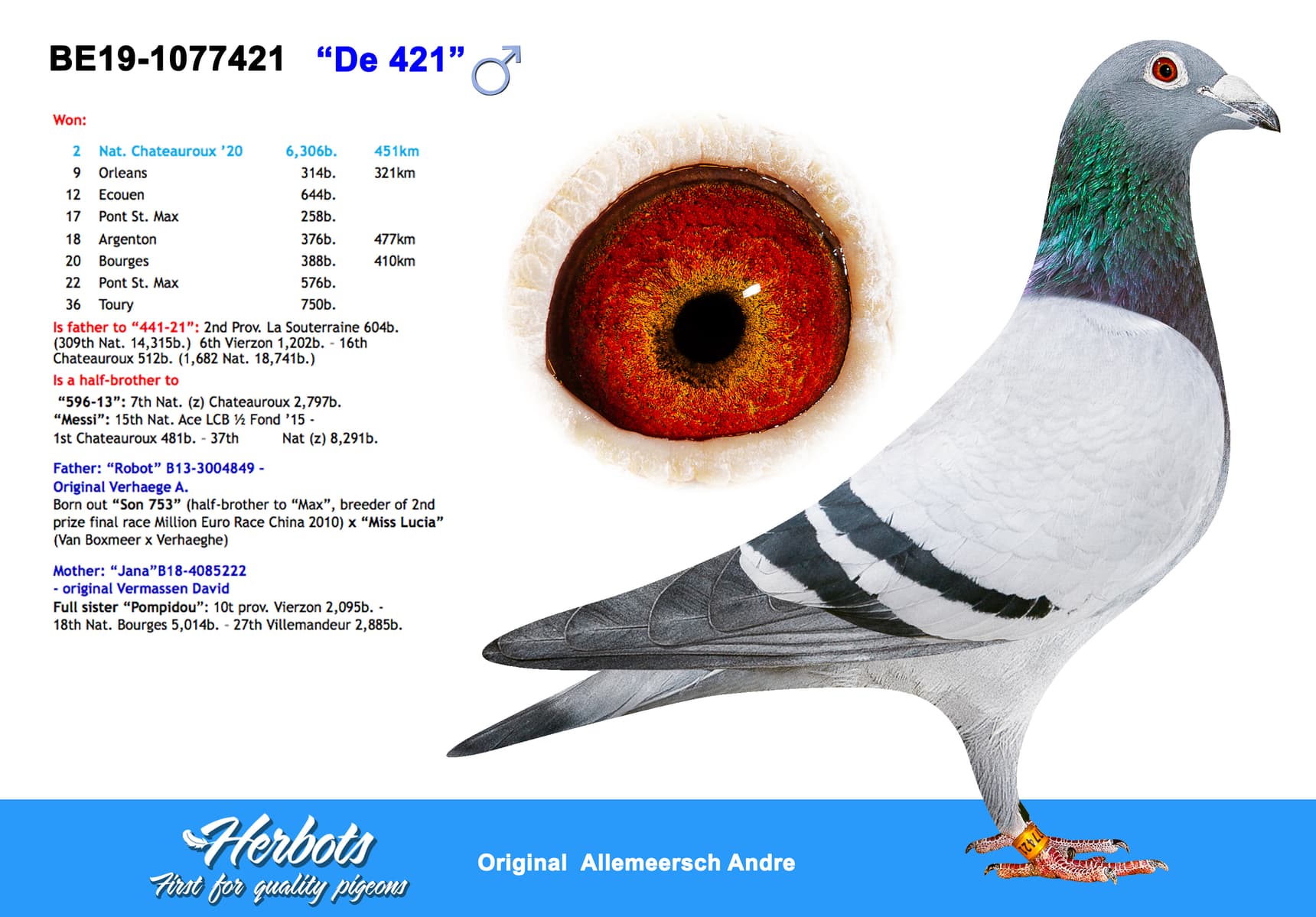pigeon: undefined