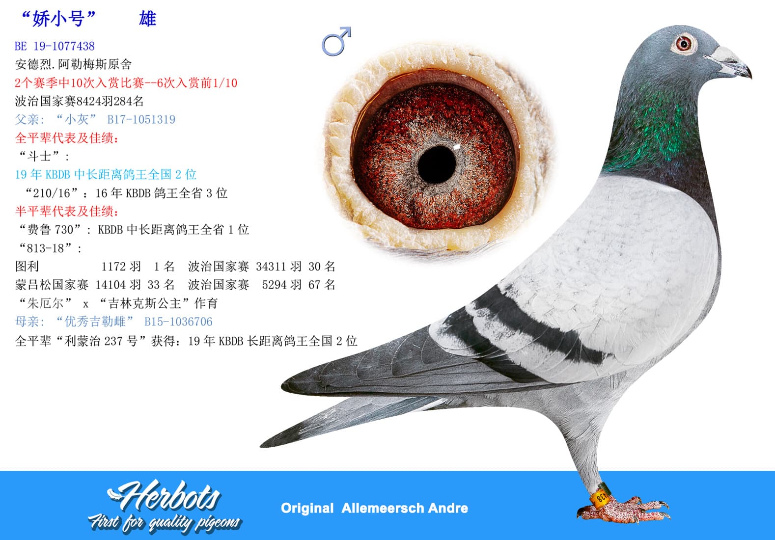 pigeon: undefined