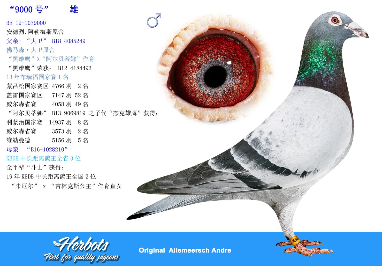 pigeon: undefined