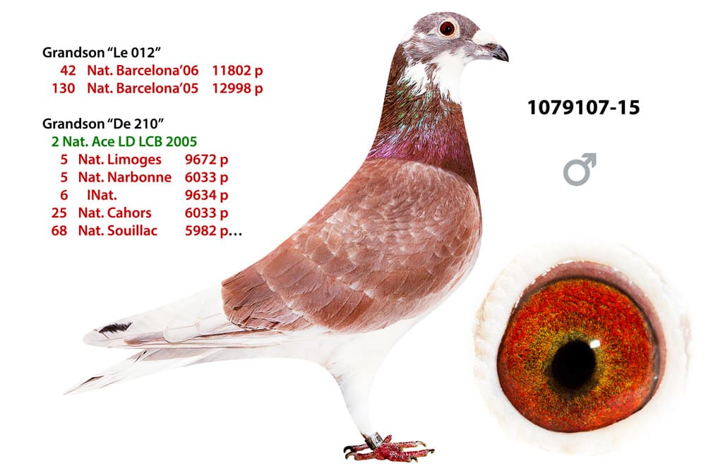 pigeon: undefined