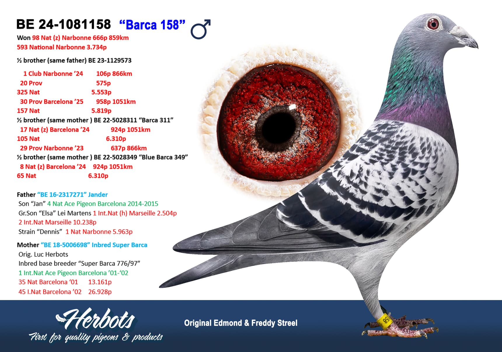 pigeon: undefined