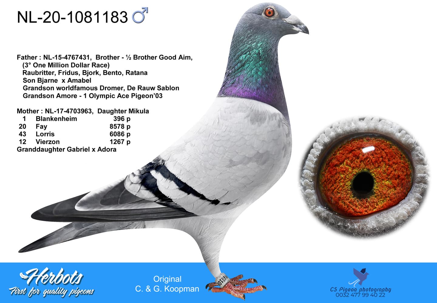 pigeon: undefined