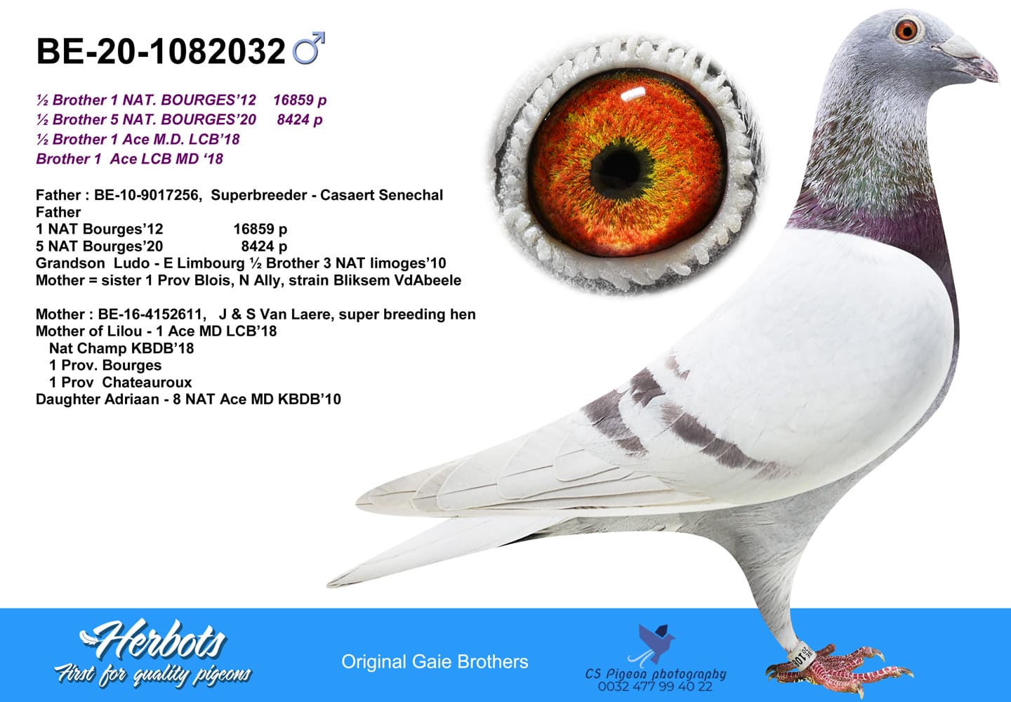pigeon: undefined